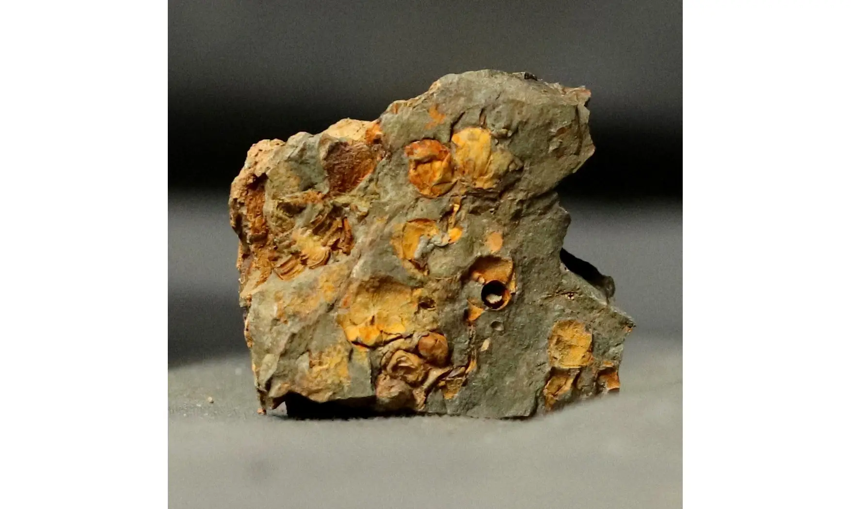 Carpoides