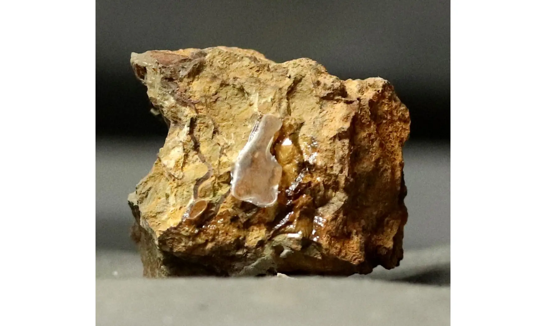Carpoides