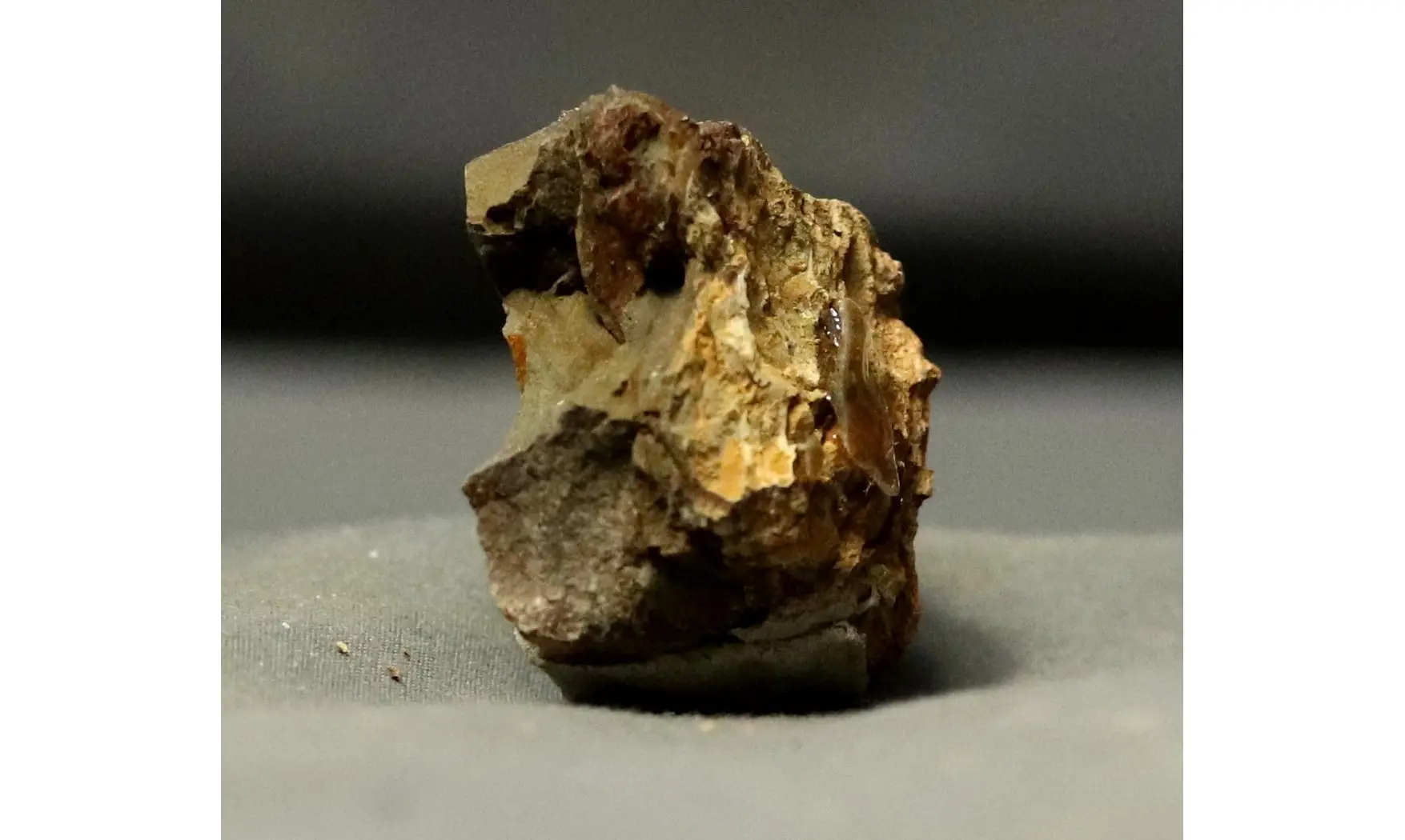 Carpoides