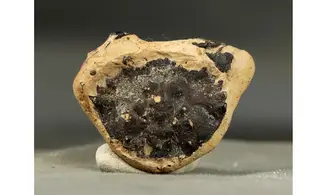 Portunites incerta