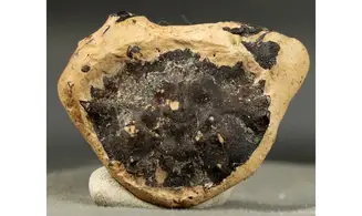 Portunites incerta