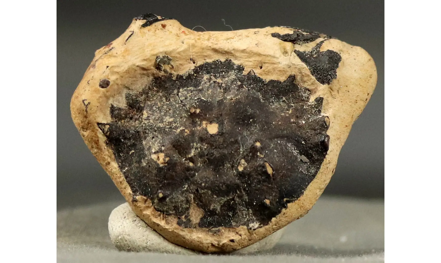Portunites incerta