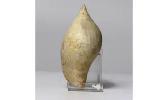 Sycum bulbiforme
