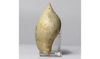 Sycum bulbiforme
