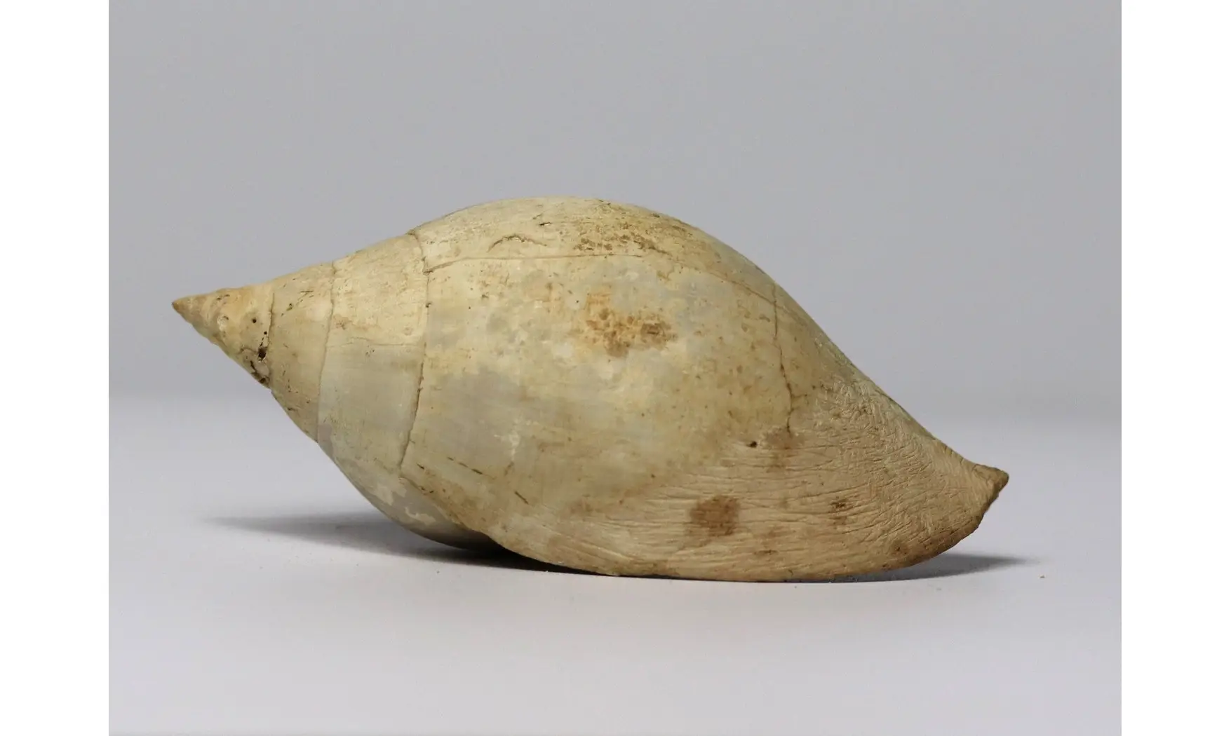 Sycum bulbiforme
