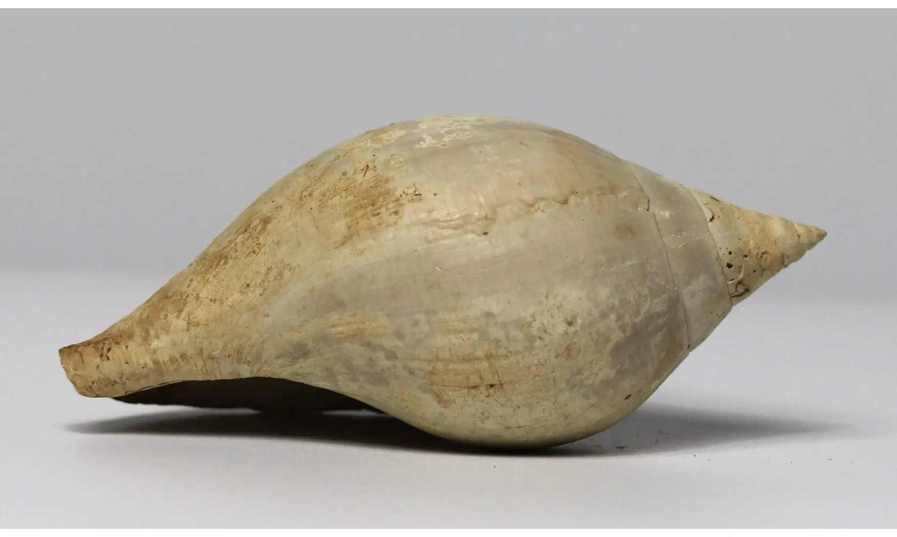 Sycum bulbiforme