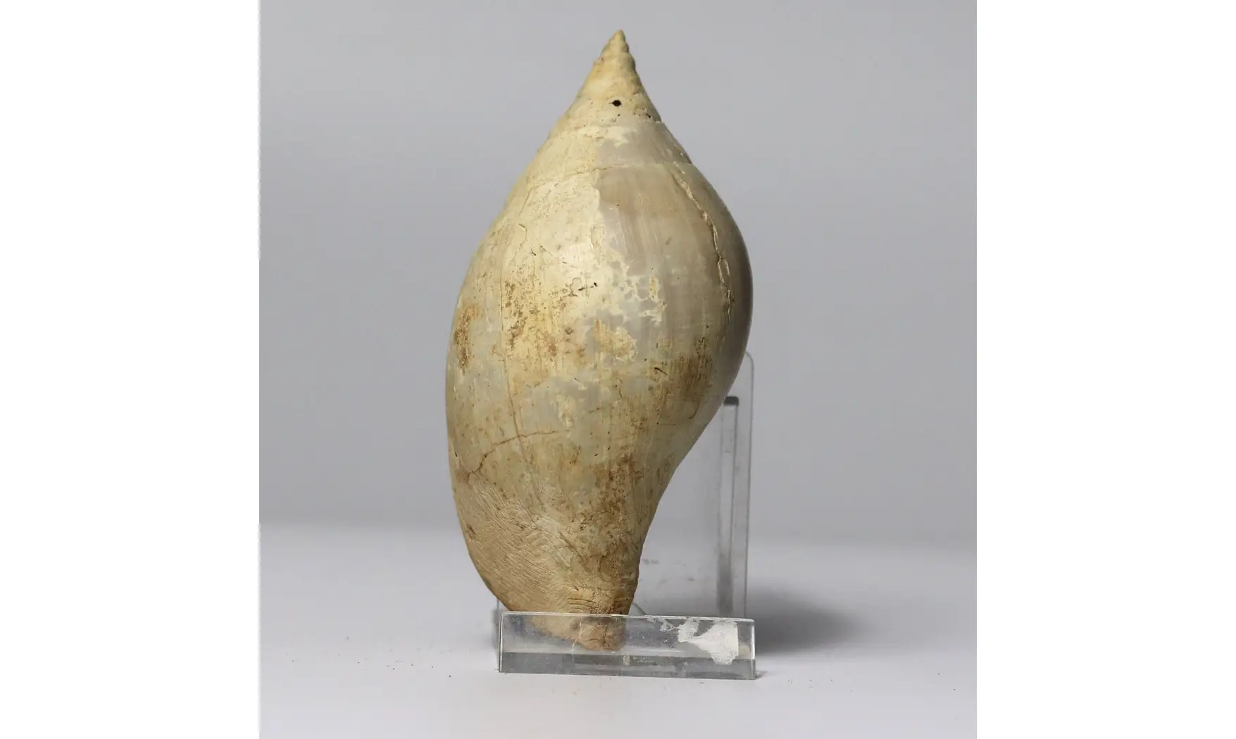 Sycum bulbiforme