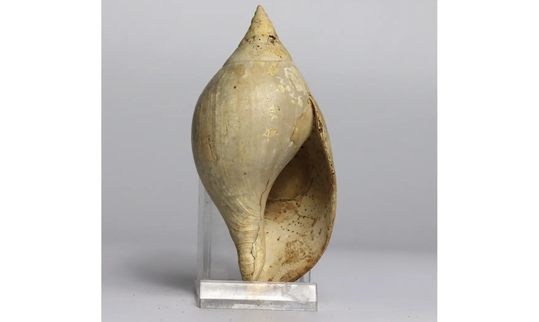 Sycum bulbiforme