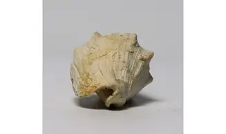 Voluta musicalis