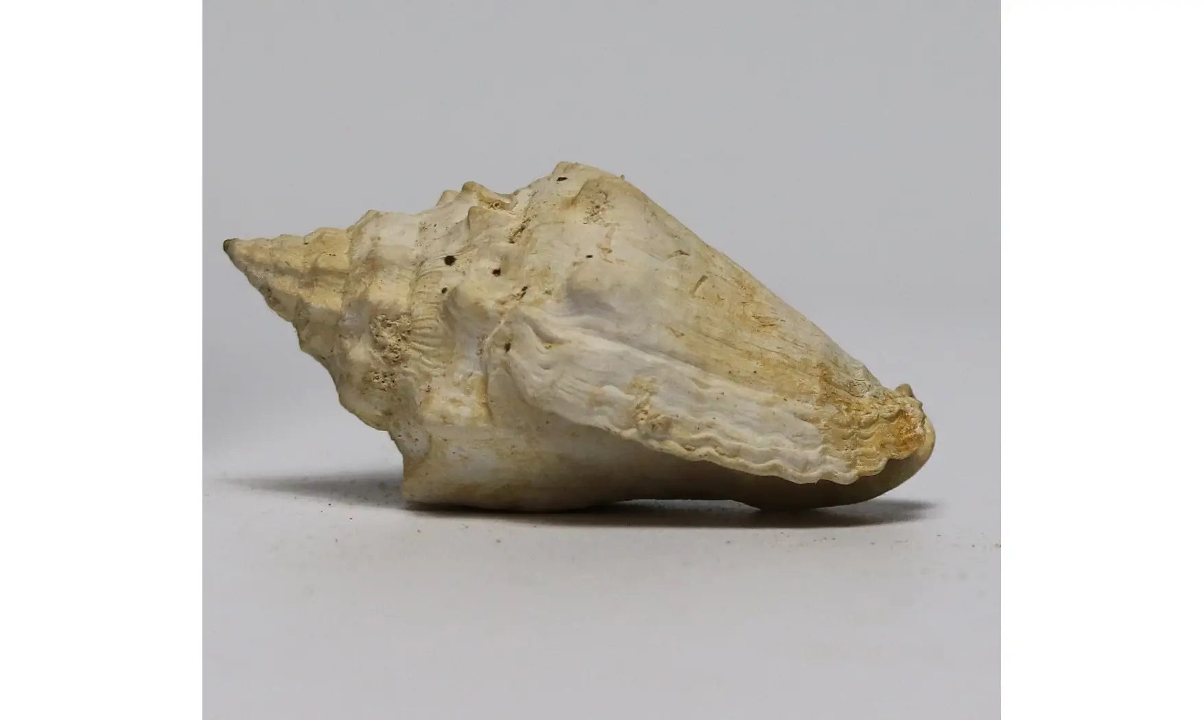 Voluta musicalis