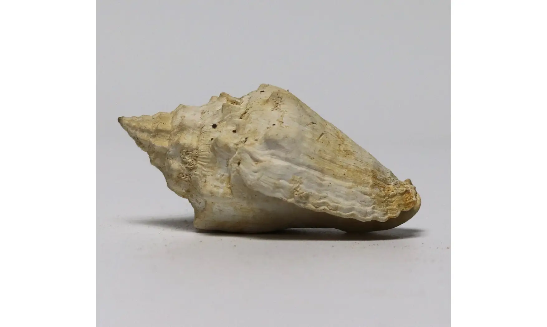 Voluta musicalis