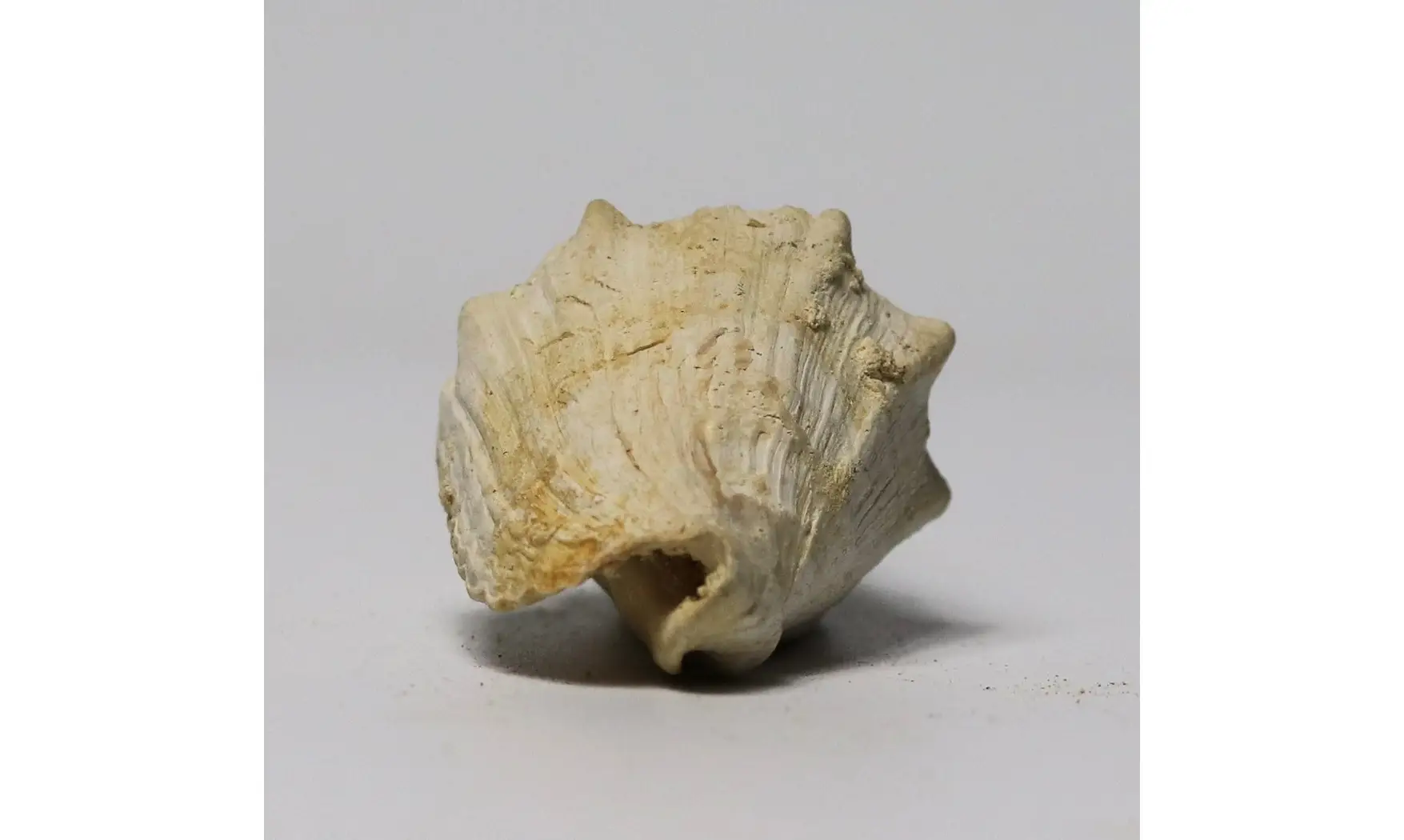 Voluta musicalis
