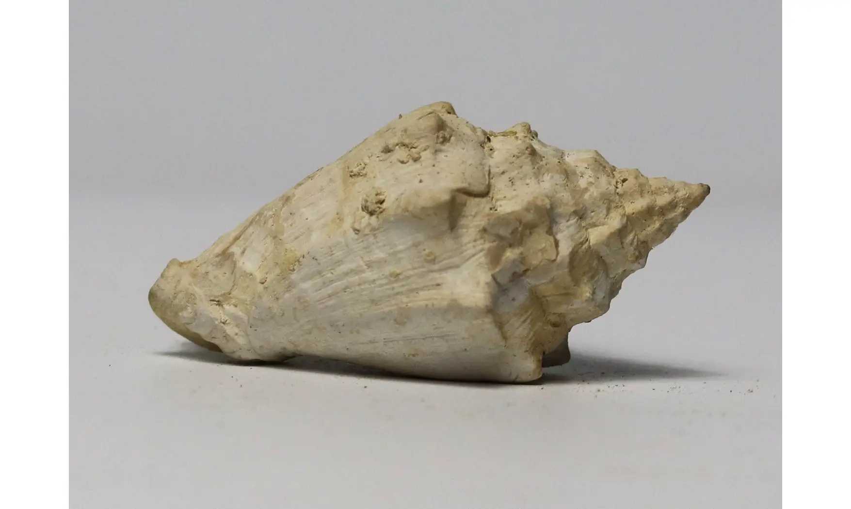 Voluta musicalis