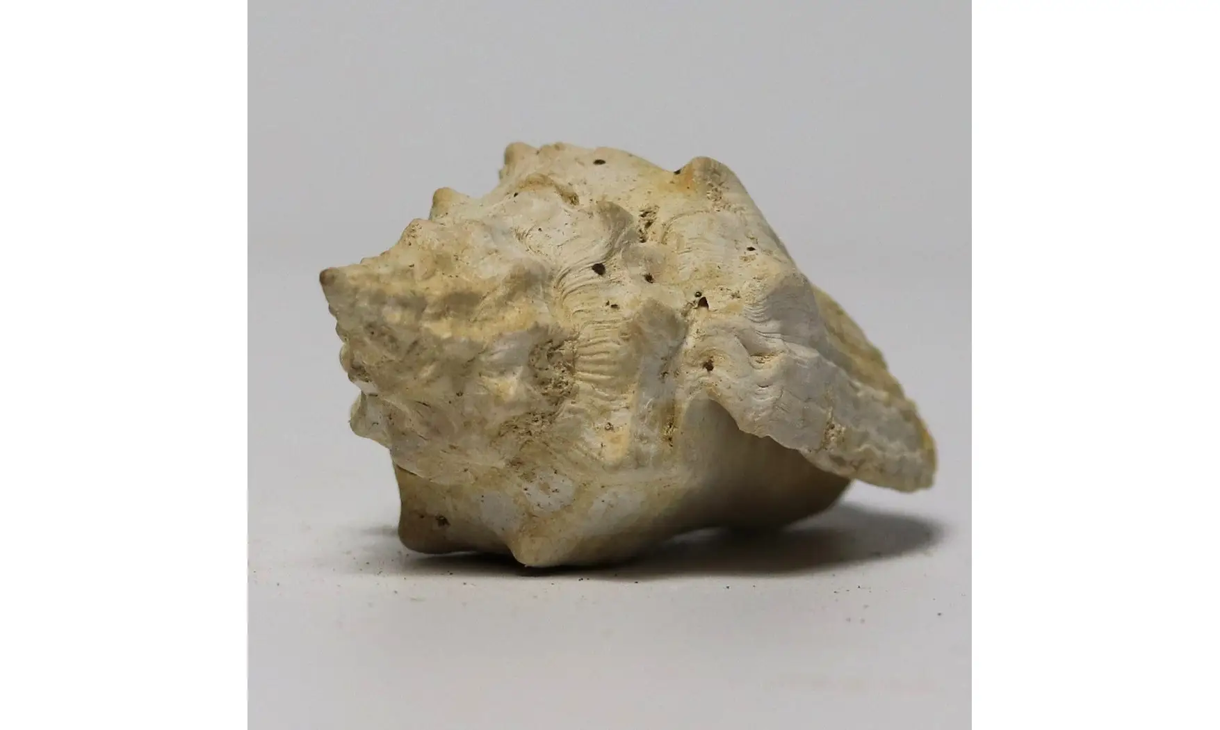 Voluta musicalis
