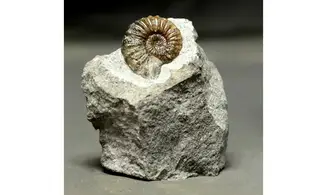 Pleuroceras solare
