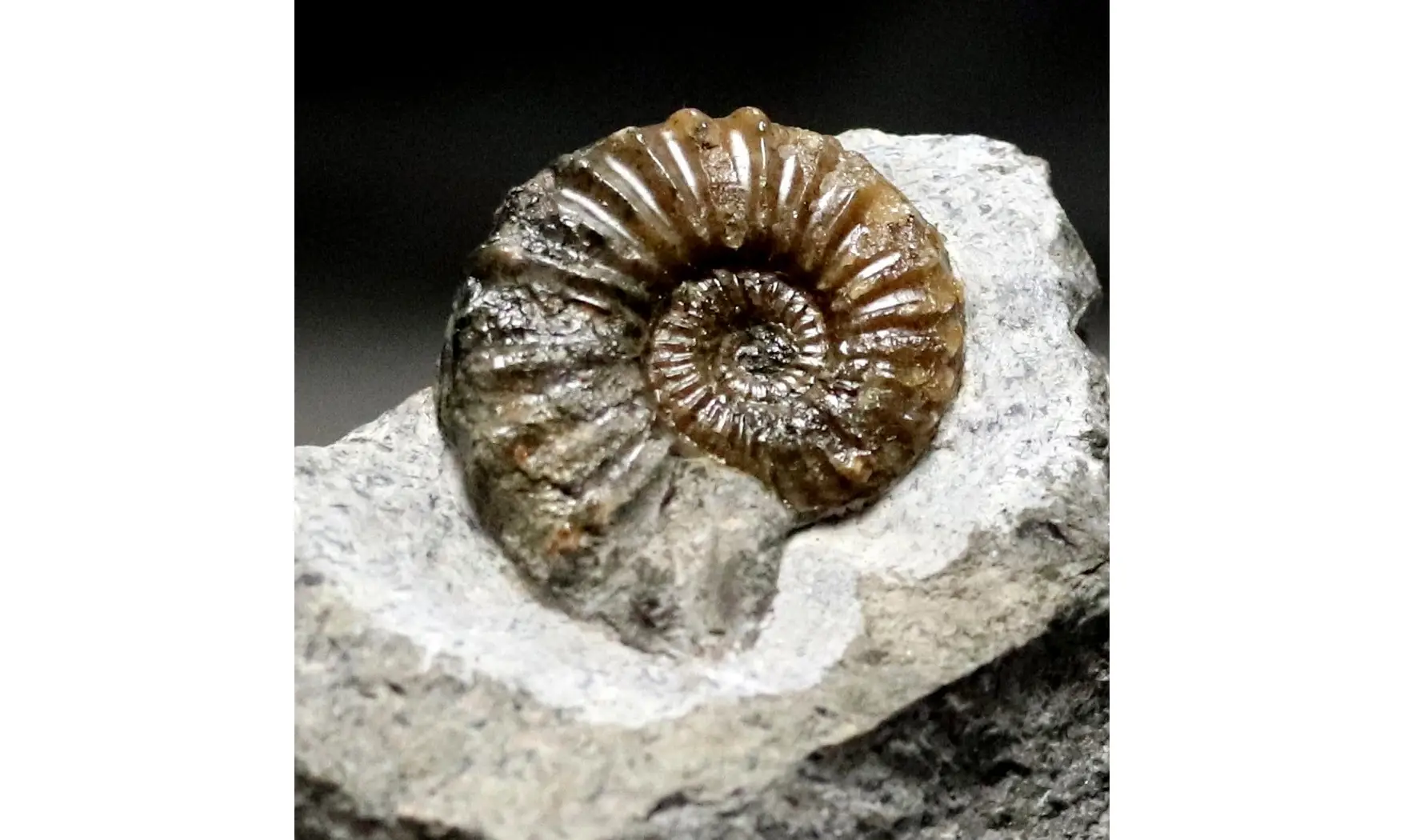 Pleuroceras solare