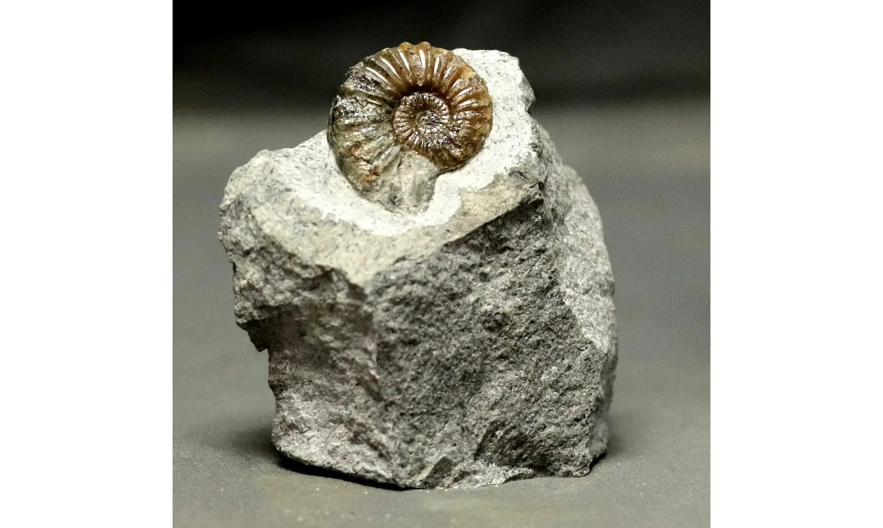 Pleuroceras solare