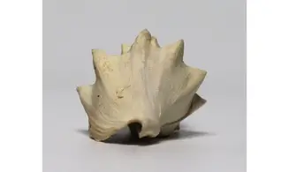 Volutilithes muricinus