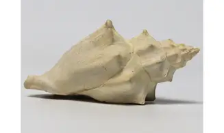Volutilithes muricinus
