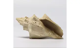 Volutilithes muricinus