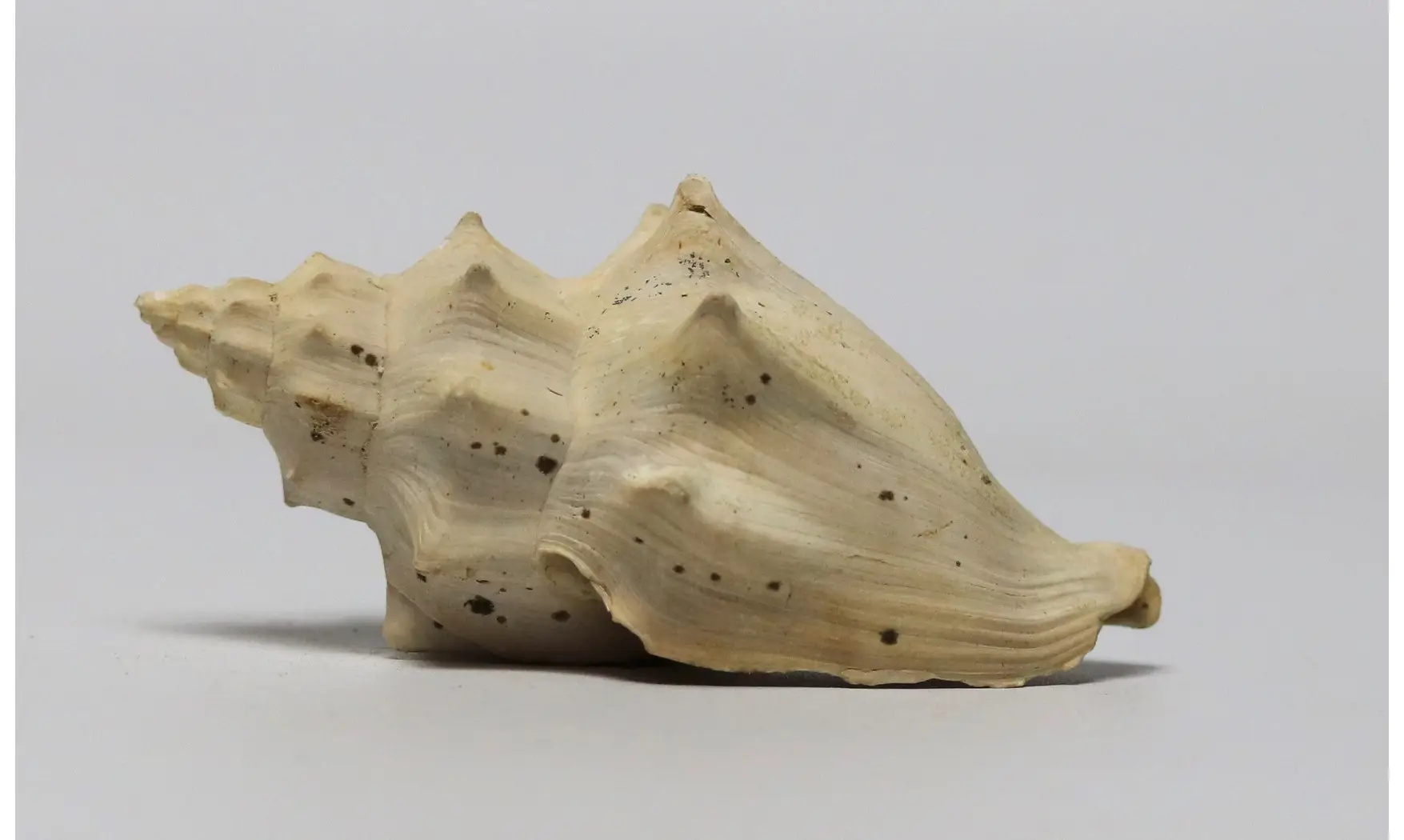 Volutilithes muricinus