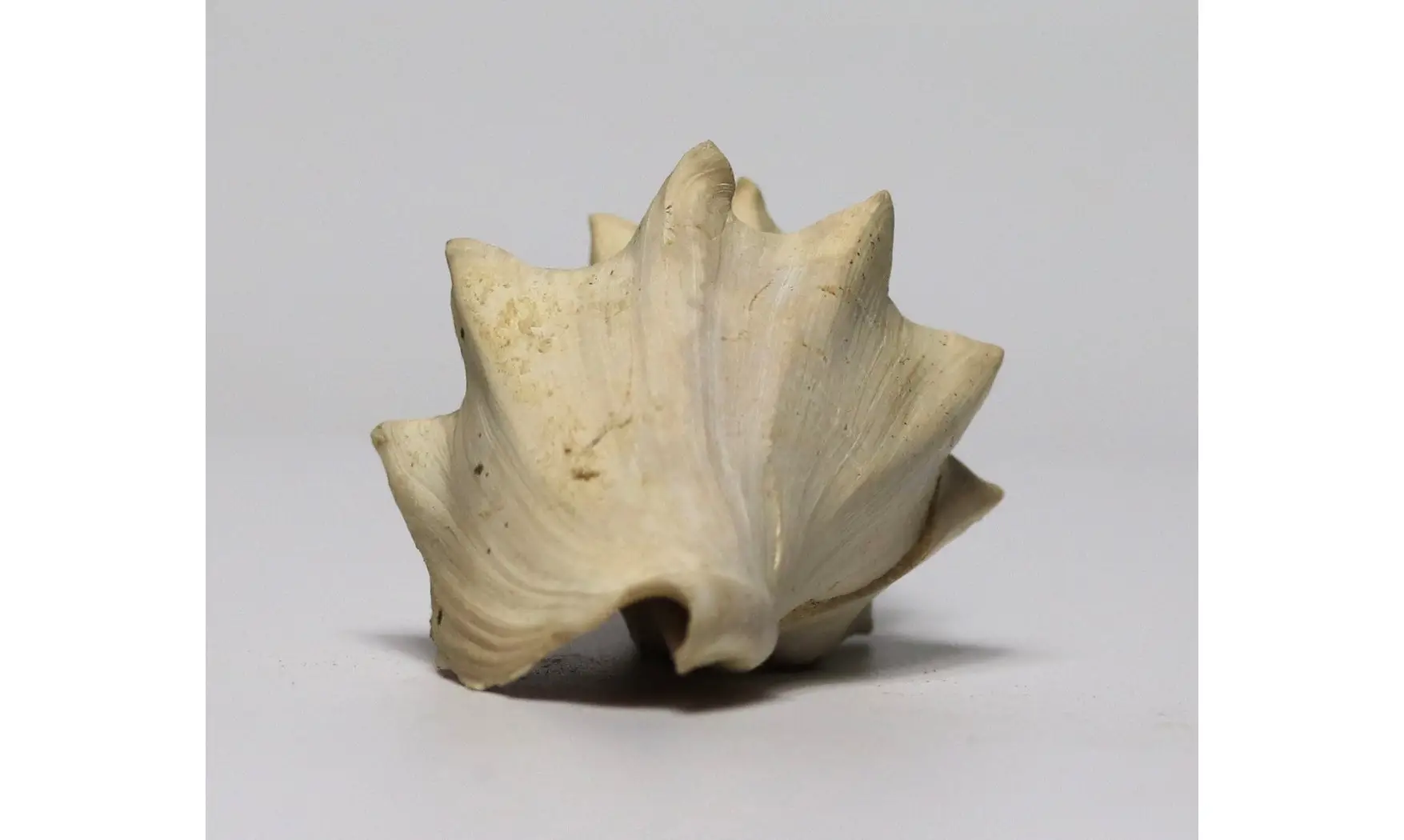 Volutilithes muricinus