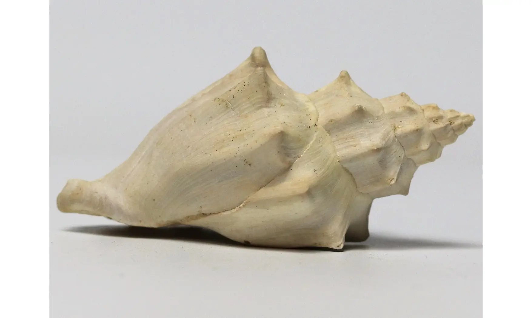 Volutilithes muricinus