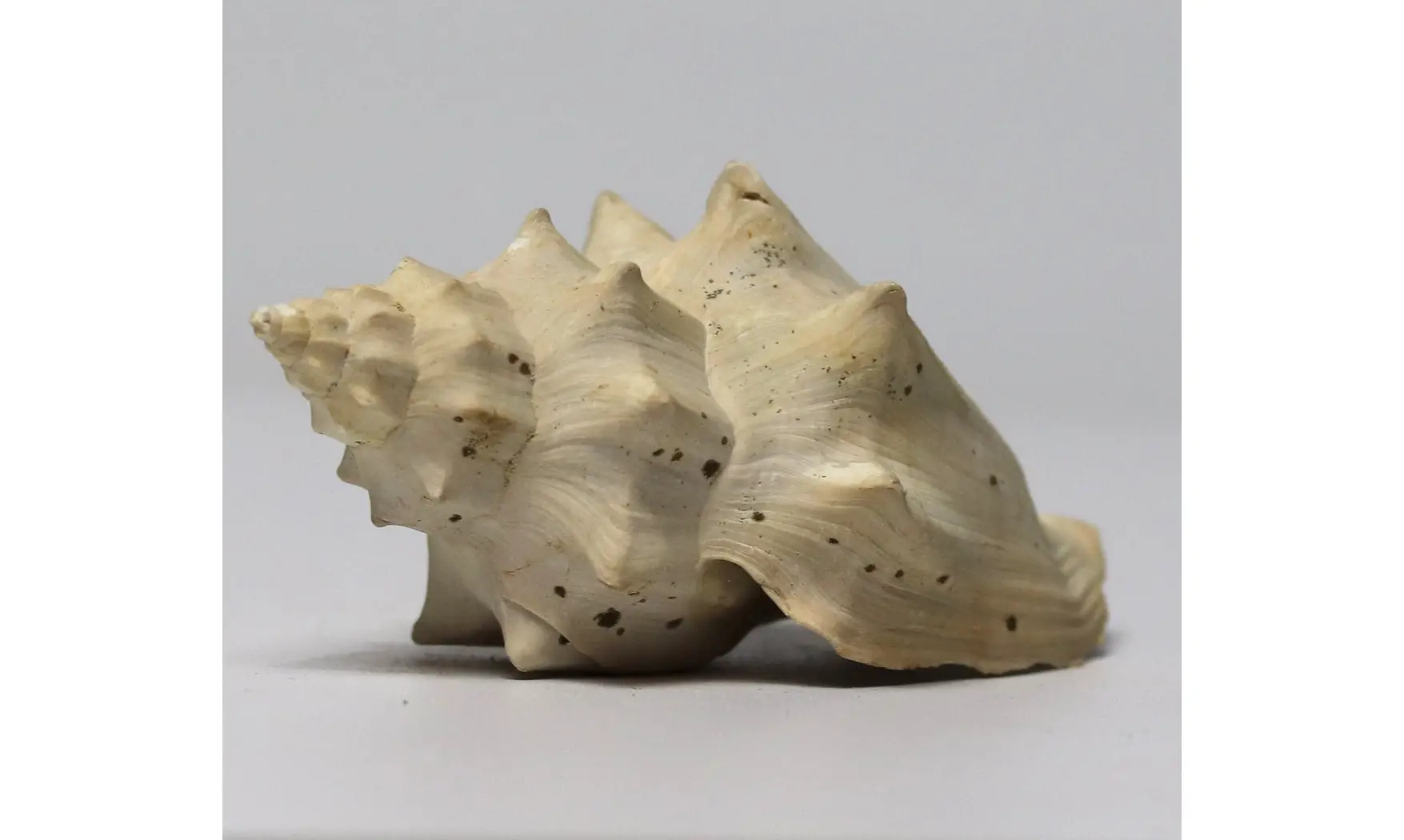 Volutilithes muricinus