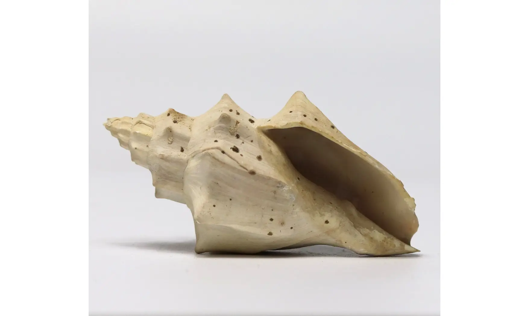 Volutilithes muricinus