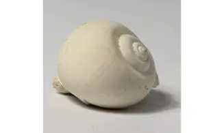 Ampullina sp.