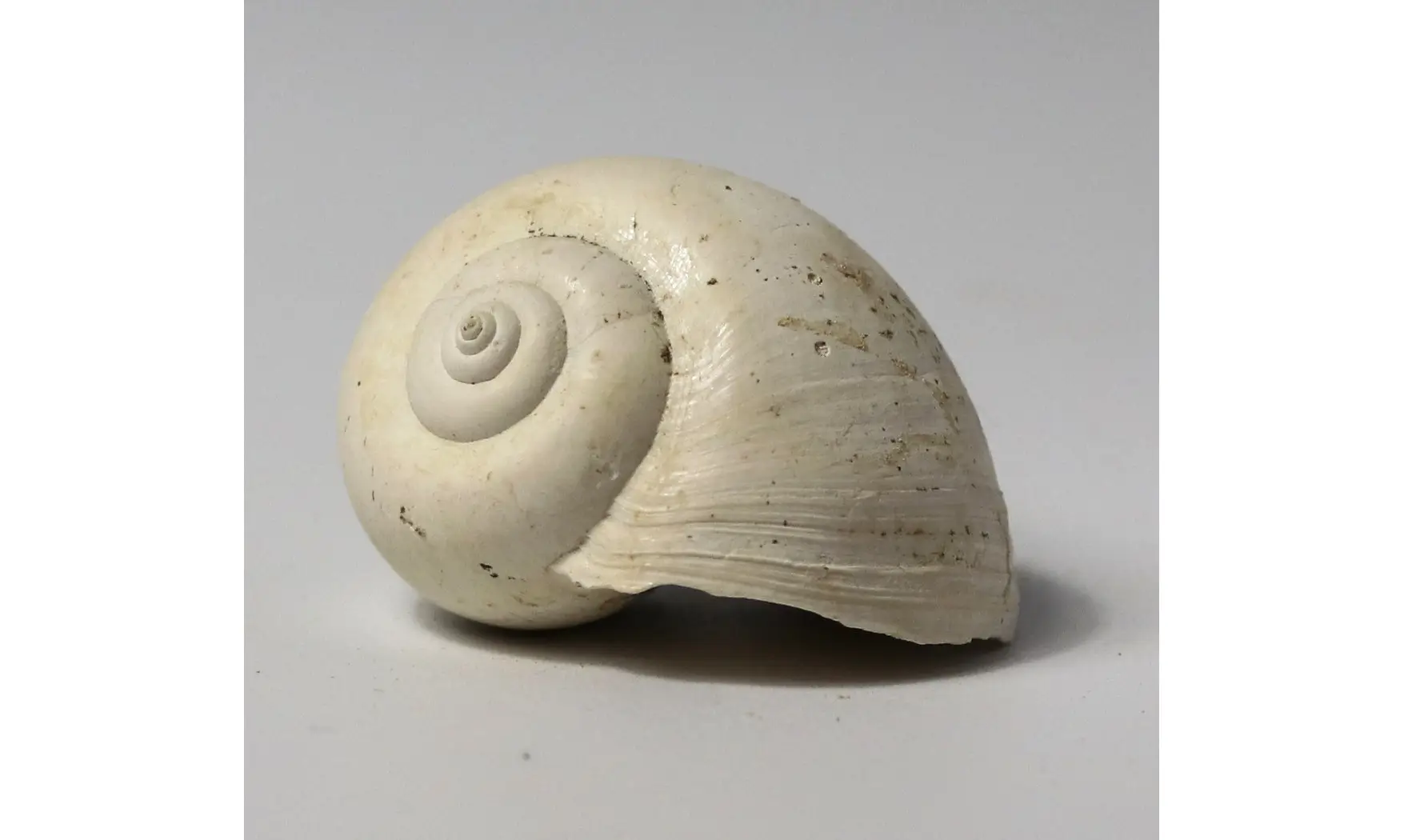 Ampullina sp.