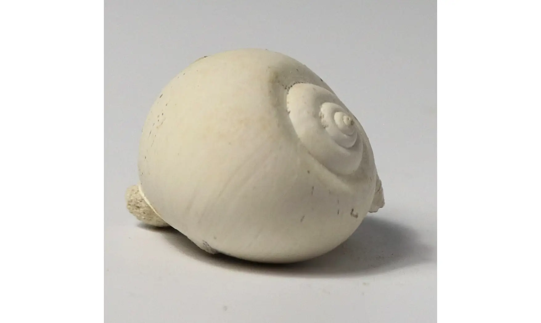 Ampullina sp.