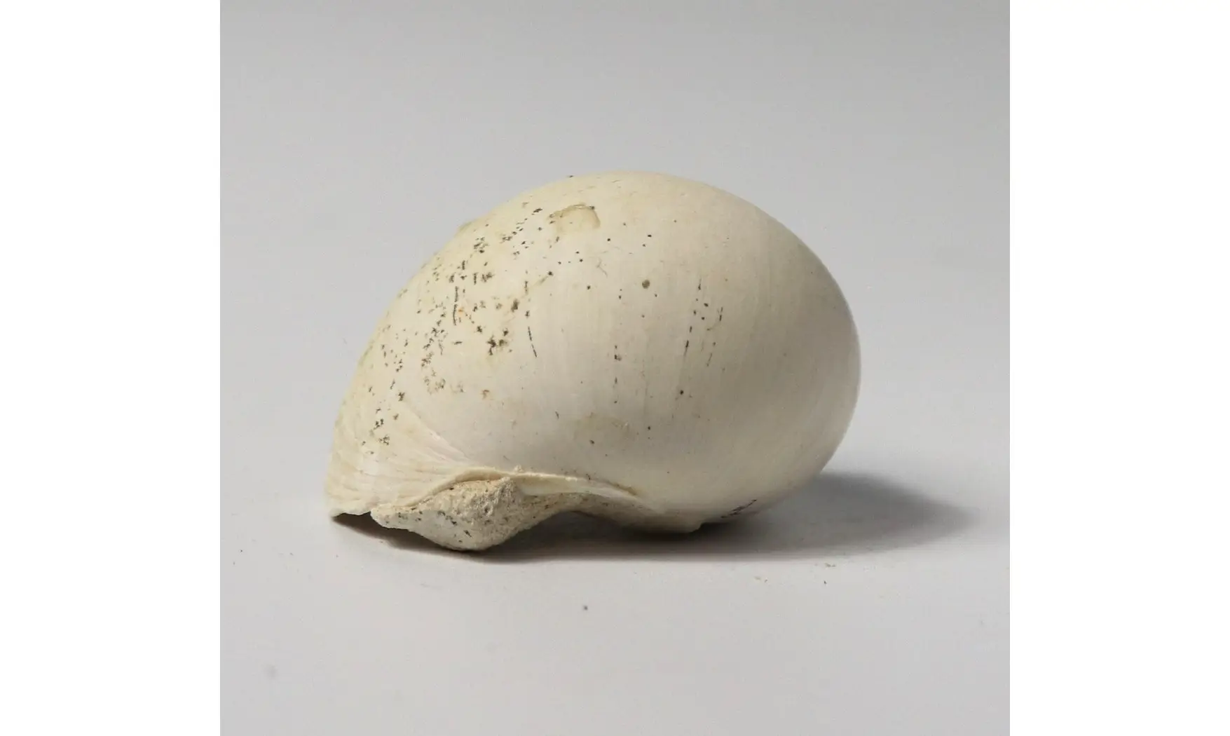 Ampullina sp.