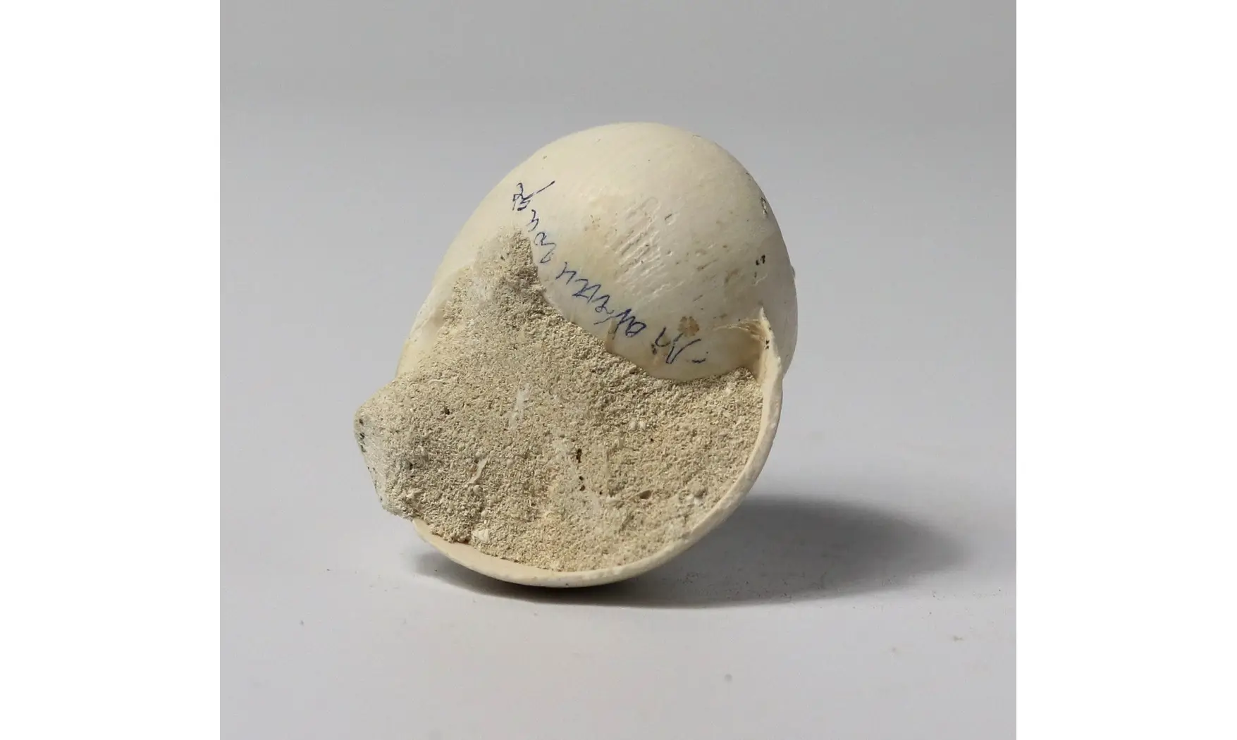 Ampullina sp.
