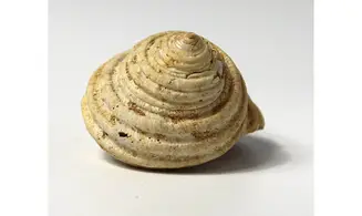 Turbo parkinsoni