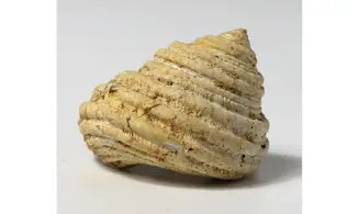 Turbo parkinsoni