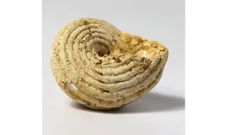 Turbo parkinsoni
