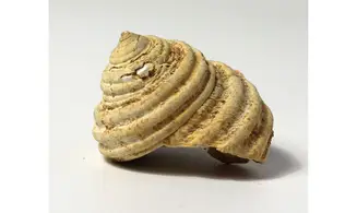 Turbo parkinsoni