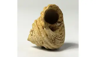 Turbo parkinsoni