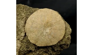 Scutella paulensis