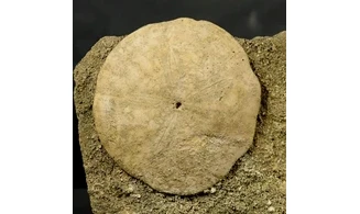 Scutella paulensis
