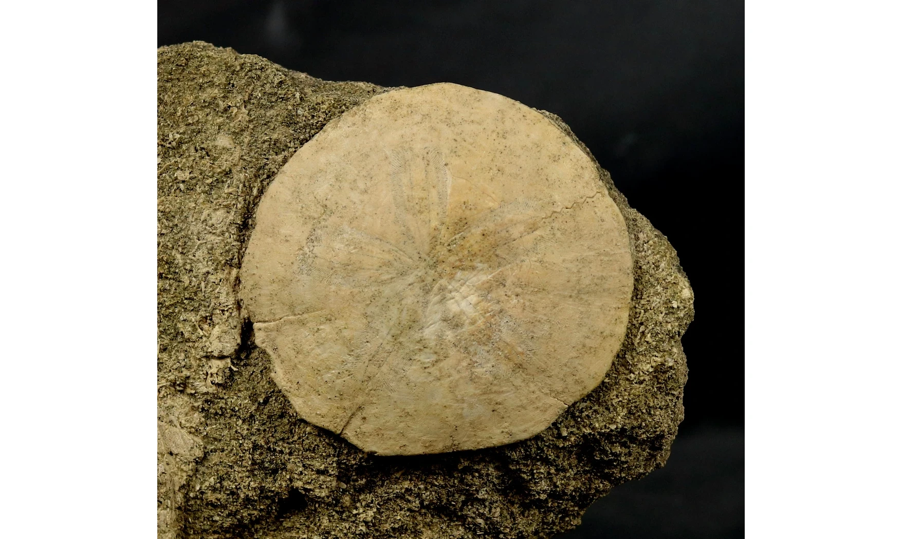 Scutella paulensis