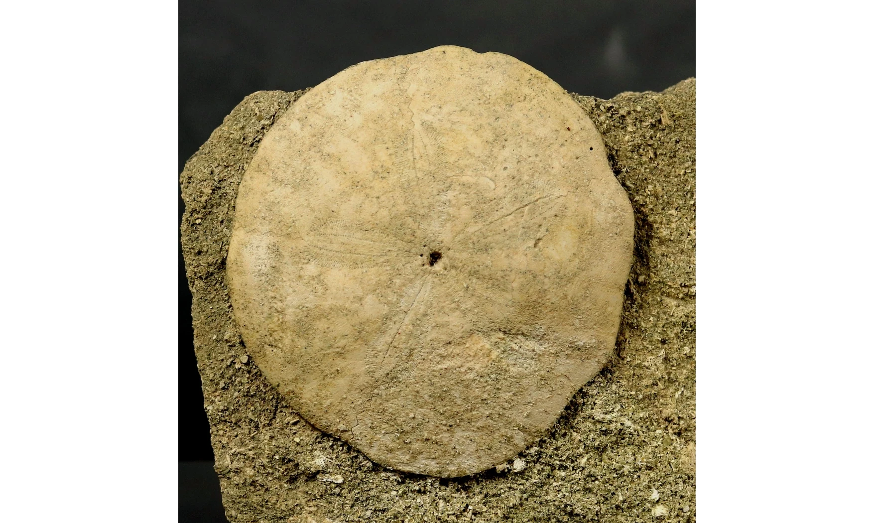 Scutella paulensis