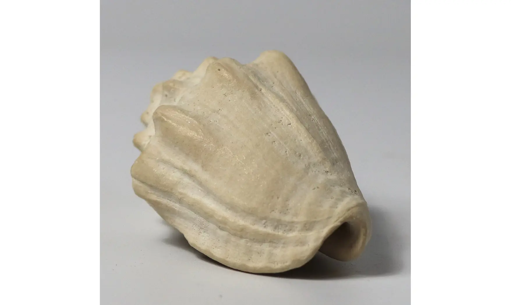 Voluta musicalis