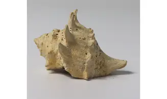 Melongena minax