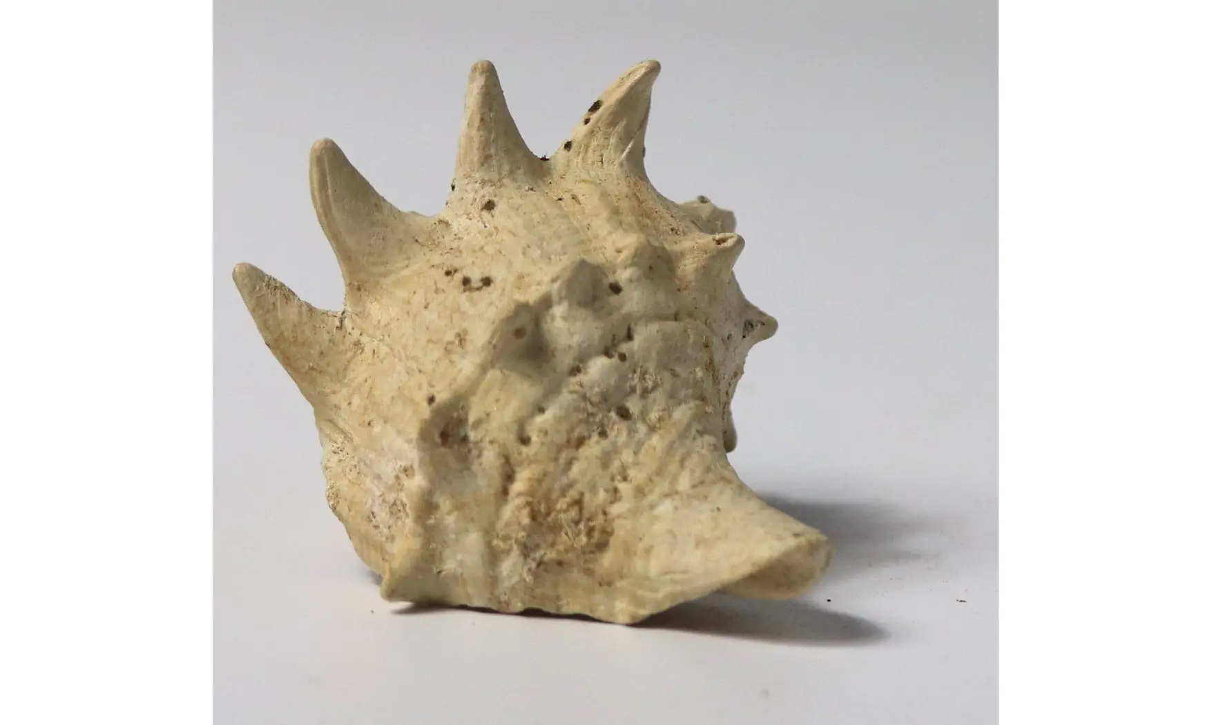 Melongena minax