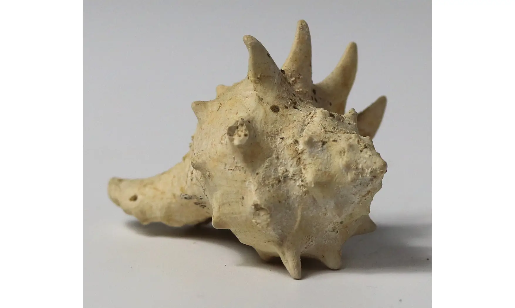 Melongena minax