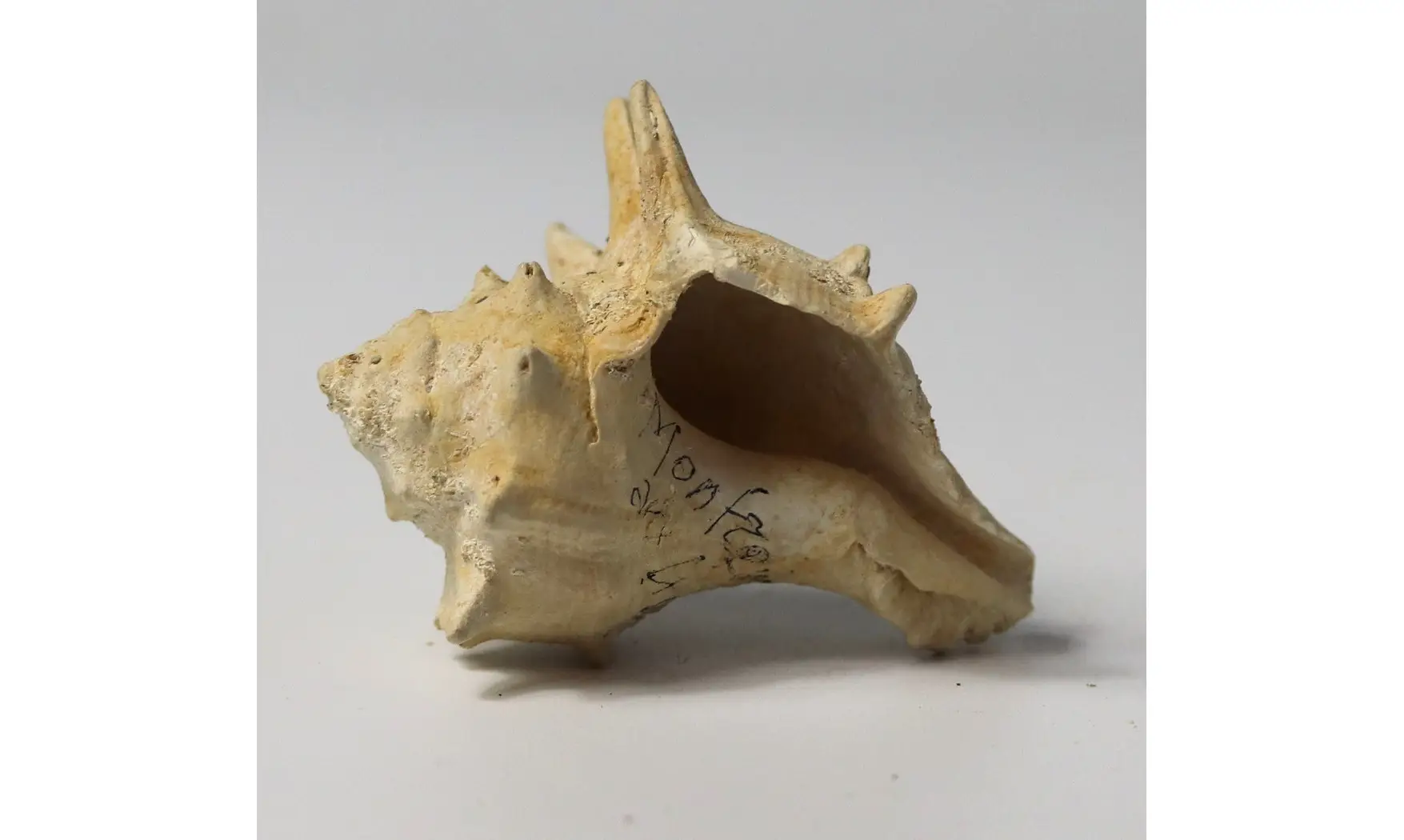Melongena minax