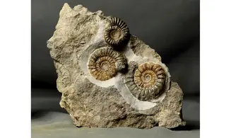 Arnioceras falcaries