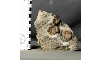 Arnioceras falcaries